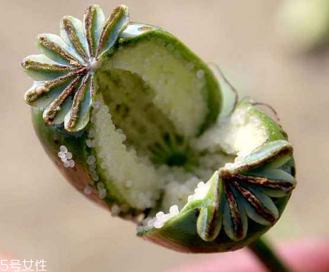 罌粟釣魚(yú)有用嗎