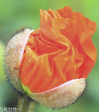 罌粟釣魚(yú)有用嗎