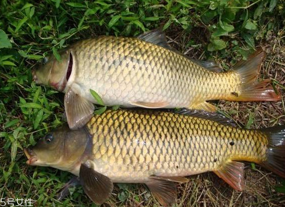 鯉魚為什么要抽筋 為了減少腥味 鯉魚為什么要抽筋 為了減少腥味