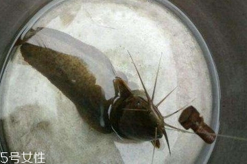 鯰魚是吃什么長大的 肉食性魚類 鯰魚是吃什么長大的 肉食性魚類