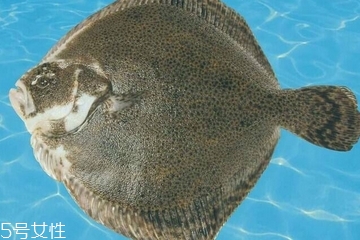 多寶魚(yú)怎么殺 用對(duì)方法很重要 多寶魚(yú)怎么殺 用對(duì)方法很重要