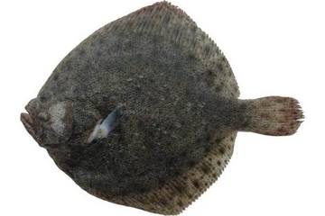 多寶魚(yú)營(yíng)養(yǎng)價(jià)值 超豐富的營(yíng)養(yǎng)價(jià)值 多寶魚(yú)營(yíng)養(yǎng)價(jià)值 超豐富的營(yíng)養(yǎng)價(jià)值