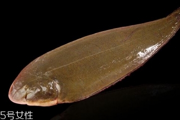 龍利魚為什么不能吃 新鮮才好吃 龍利魚為什么不能吃 新鮮才好吃