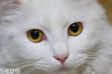 美瞳買多久的好 選對了有效避免浪費 美瞳買多久的好 選對了有效避免浪費