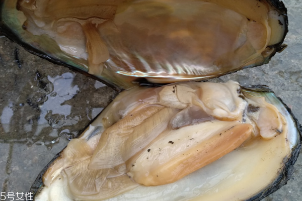 河蚌能烤著吃嗎 熟了就能吃 河蚌能烤著吃嗎 熟了就能吃