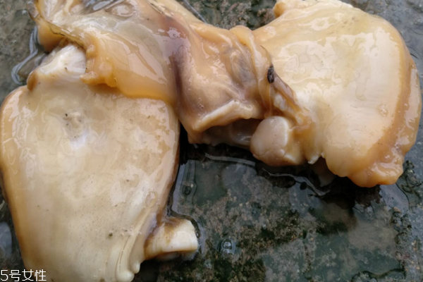 河蚌能烤著吃嗎 熟了就能吃 河蚌能烤著吃嗎 熟了就能吃