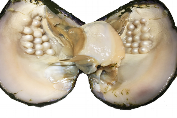 河蚌能和牛肉一起吃嗎 這個(gè)搭配沒毛病 河蚌能和牛肉一起吃嗎 這個(gè)搭配沒毛病