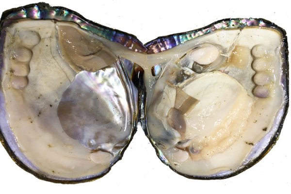 河蚌能和牛肉一起吃嗎 這個(gè)搭配沒毛病 河蚌能和牛肉一起吃嗎 這個(gè)搭配沒毛病