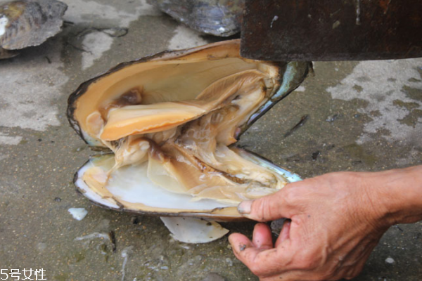 河蚌能和白酒一起吃嗎 白酒是可以的 河蚌能和白酒一起吃嗎 白酒是可以的