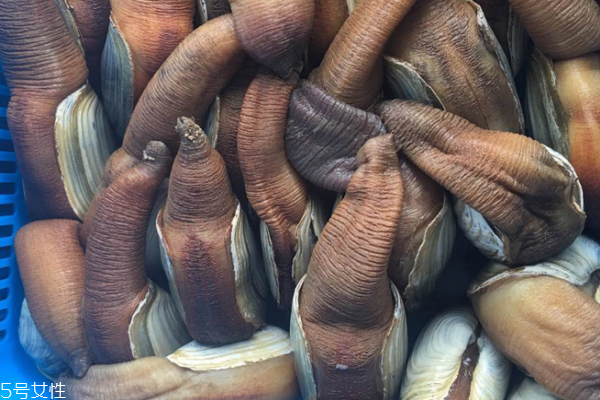 象拔蚌清洗方法 找對方法很重要 象拔蚌清洗方法 找對方法很重要