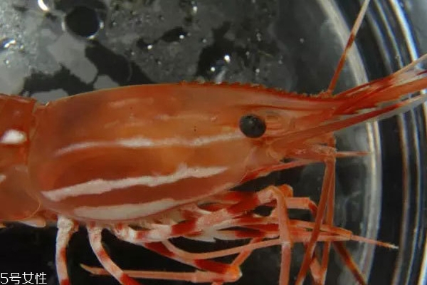 牡丹蝦怎么分辨雌雄 2歲以前是男孩子 牡丹蝦怎么分辨雌雄 2歲以前是男孩子