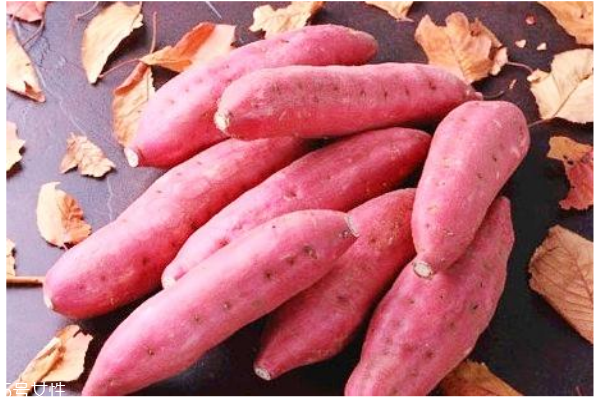 秋季養(yǎng)生薯類選擇是王道 營養(yǎng)健康一級棒 秋季養(yǎng)生薯類選擇是王道 營養(yǎng)健康一級棒