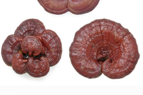 靈芝會上火嗎 不會出現(xiàn)上火現(xiàn)象 靈芝會上火嗎 不會出現(xiàn)上火現(xiàn)象