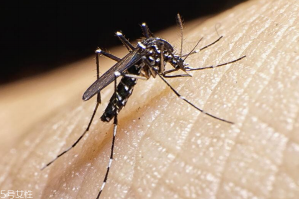 蚊子喜歡叮咬什么樣的人 這些人最容易中招 蚊子喜歡叮咬什么樣的人 這些人最容易中招