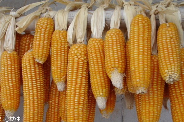 玉米為什么那么甜 因?yàn)樗翘鹩衩? alt=