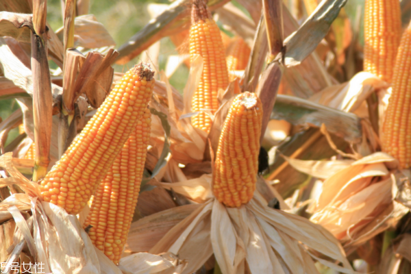 玉米怎么煮好吃 這樣煮出來(lái)最美味 玉米怎么煮好吃 這樣煮出來(lái)最美味