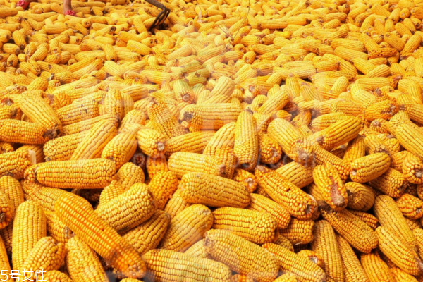 玉米怎么煮好吃 這樣煮出來(lái)最美味 玉米怎么煮好吃 這樣煮出來(lái)最美味
