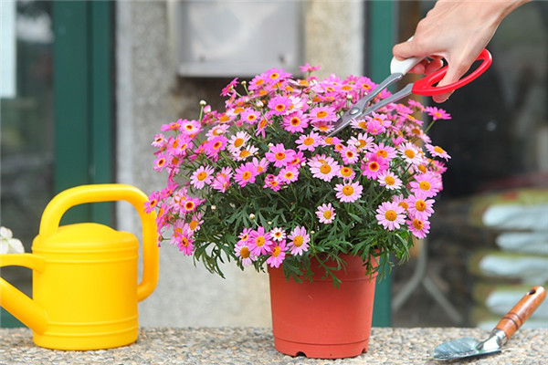 瑪格麗特花怎么種養(yǎng) 少女花瑪格麗特 瑪格麗特花怎么種養(yǎng) 少女花瑪格麗特