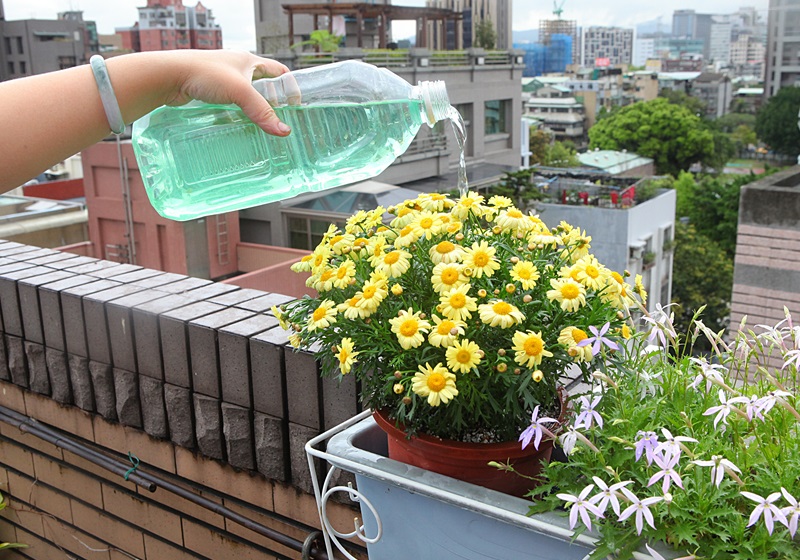 瑪格麗特花怎么種養(yǎng) 少女花瑪格麗特 瑪格麗特花怎么種養(yǎng) 少女花瑪格麗特