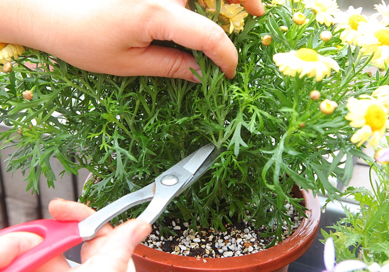 瑪格麗特花怎么種養(yǎng) 少女花瑪格麗特 瑪格麗特花怎么種養(yǎng) 少女花瑪格麗特