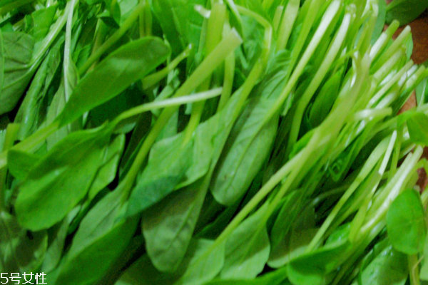 小白菜是涼性的嗎 性涼味甘 小白菜是涼性的嗎 性涼味甘