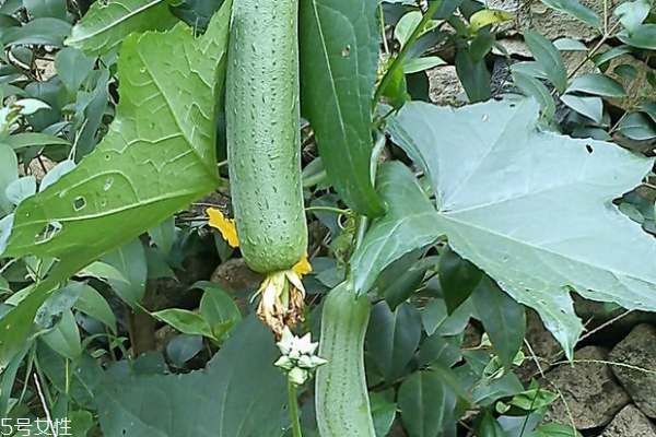 絲瓜為什么會苦 原因有三 絲瓜為什么會苦 原因有三