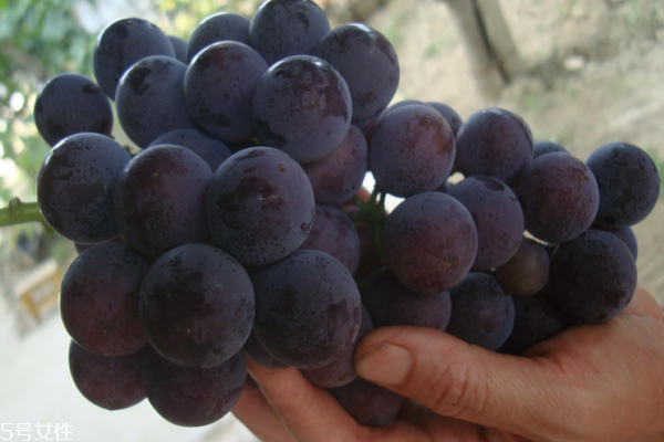 葡萄為什么會爛 有三個主要原因 葡萄為什么會爛 有三個主要原因
