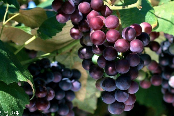 葡萄為什么會爛 有三個主要原因 葡萄為什么會爛 有三個主要原因