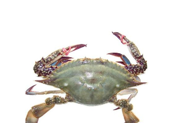 梭子蟹什么時(shí)候最便宜？死螃蟹吃的時(shí)候注意分海蟹和河蟹