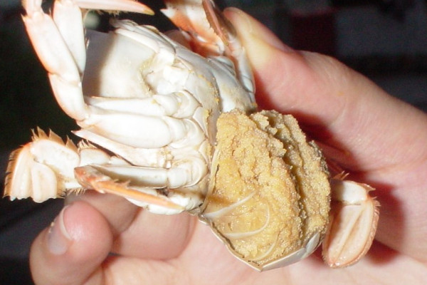 梭子蟹什么時(shí)候最便宜？死螃蟹吃的時(shí)候注意分海蟹和河蟹