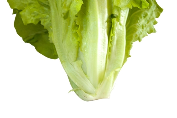 生菜為什么有一股臭味 肥料的味道 生菜為什么有一股臭味 肥料的味道