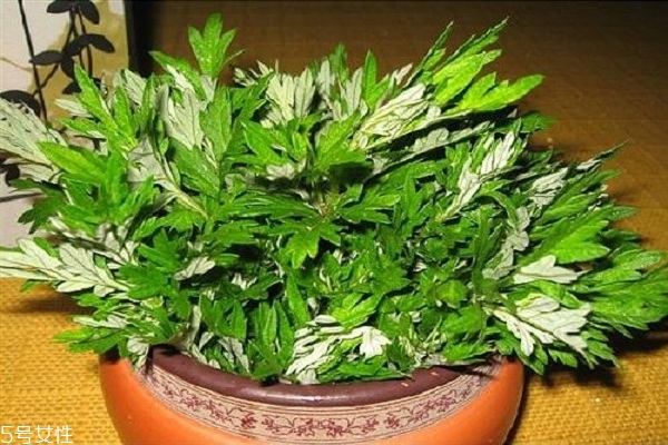 艾草泡腳有什么好處嗎 原來(lái)有這些好處 艾草泡腳有什么好處嗎 原來(lái)有這些好處