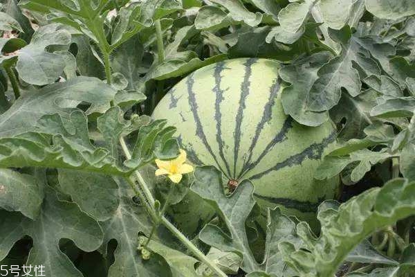 西瓜臍大好還是小好 特別大表示皮厚肉少 西瓜臍大好還是小好 特別大表示皮厚肉少