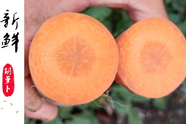 胡蘿卜為什么對(duì)眼睛好 因?yàn)檫@個(gè)成分 胡蘿卜為什么對(duì)眼睛好 因?yàn)檫@個(gè)成分