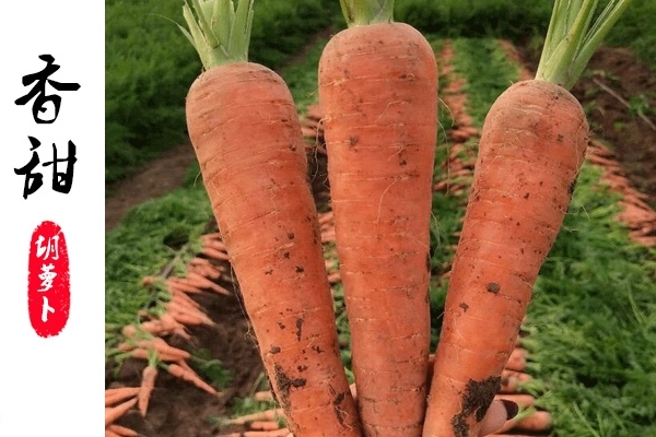 胡蘿卜為什么對(duì)眼睛好 因?yàn)檫@個(gè)成分 胡蘿卜為什么對(duì)眼睛好 因?yàn)檫@個(gè)成分