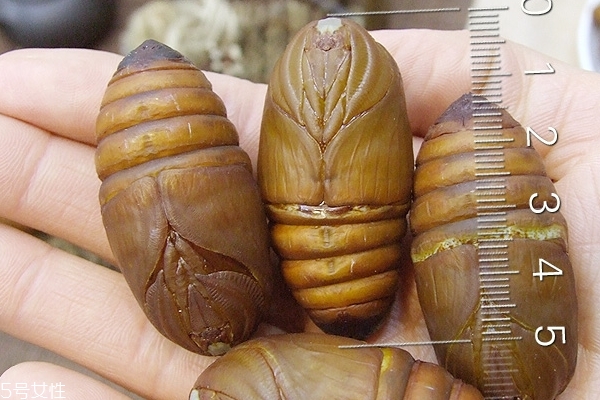 蠶蛹怎么保存 保存方法很簡(jiǎn)單 蠶蛹怎么保存 保存方法很簡(jiǎn)單