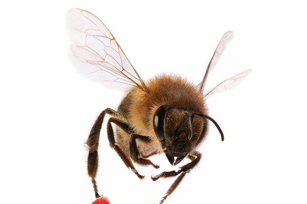 蜂王漿怎么保存 這樣保存才對(duì) 蜂王漿怎么保存 這樣保存才對(duì)