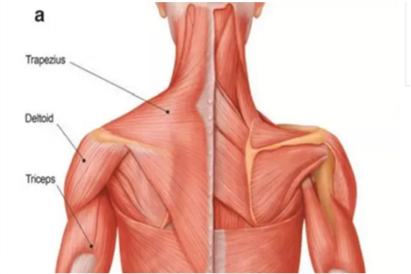 瘦肩針安全嗎 不適合打瘦肩針的人群 瘦肩針安全嗎 不適合打瘦肩針的人群