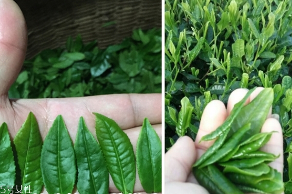 六安瓜片怎么泡 方法很簡單