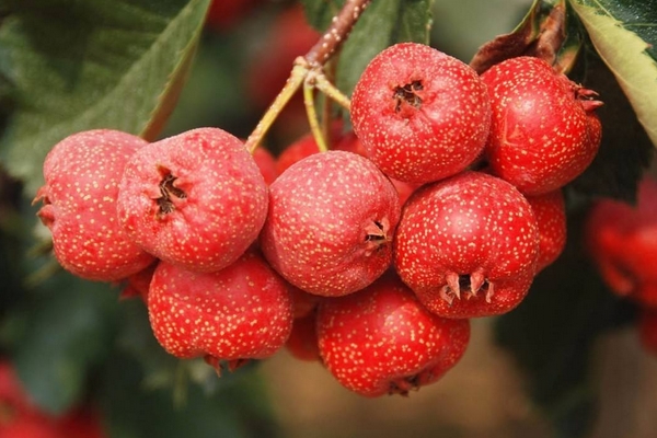 冬季養(yǎng)生各類食療進(jìn)補(bǔ)之最 冬季養(yǎng)生各類食療進(jìn)補(bǔ)之最