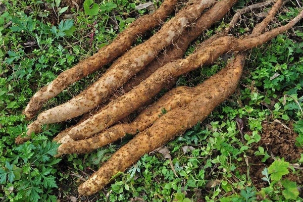 冬季養(yǎng)生各類食療進(jìn)補(bǔ)之最 冬季養(yǎng)生各類食療進(jìn)補(bǔ)之最