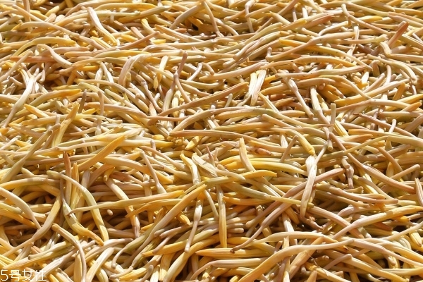 黃花菜怎么煲湯 和排骨是絕配 黃花菜怎么煲湯 和排骨是絕配