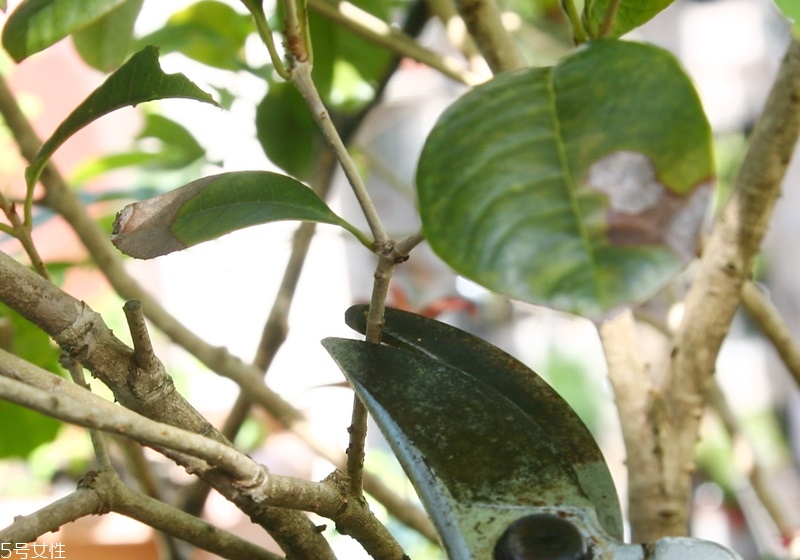 桂花盆栽的養(yǎng)殖方法 教你在家種花品香 桂花盆栽的養(yǎng)殖方法 教你在家種花品香