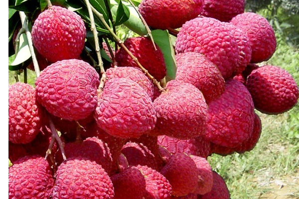 荔枝有什么營(yíng)養(yǎng)價(jià)值?有什么保健功效? 荔枝有什么營(yíng)養(yǎng)價(jià)值?有什么保健功效?