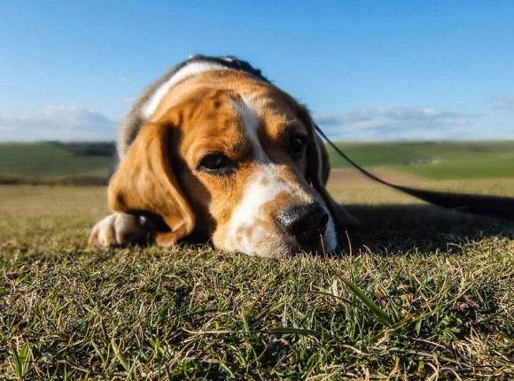 第一眼看到什么動(dòng)物就是什么人 第一眼看到的動(dòng)物測(cè)試 第一眼看到什么動(dòng)物就是什么人 第一眼看到的動(dòng)物測(cè)試