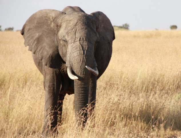 第一眼看到什么動(dòng)物就是什么人 第一眼看到的動(dòng)物測(cè)試 第一眼看到什么動(dòng)物就是什么人 第一眼看到的動(dòng)物測(cè)試