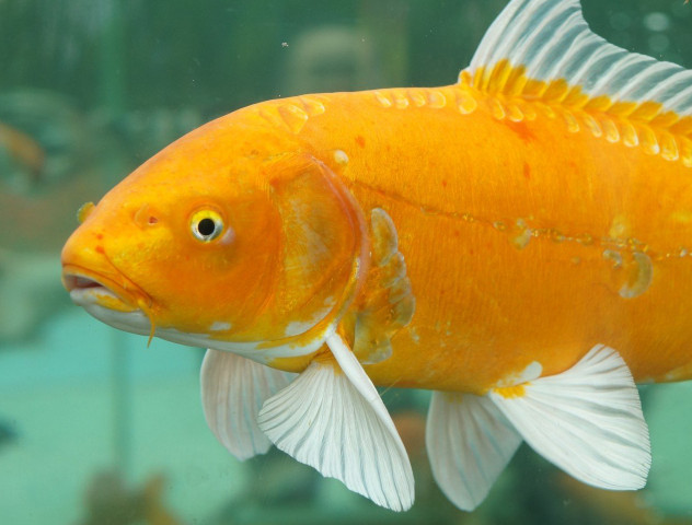 第一眼看到什么動(dòng)物就是什么人 第一眼看到的動(dòng)物測(cè)試 第一眼看到什么動(dòng)物就是什么人 第一眼看到的動(dòng)物測(cè)試