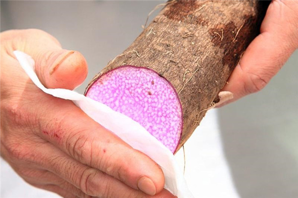 山藥生吃好還是熟吃好 生熟功效各不同 山藥生吃好還是熟吃好 生熟功效各不同