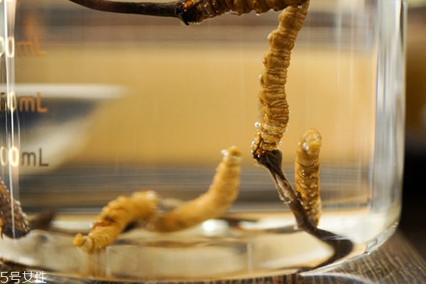 冬蟲夏草是蟲還是草?冬蟲夏草是怎樣形成的 冬蟲夏草是蟲還是草?冬蟲夏草是怎樣形成的