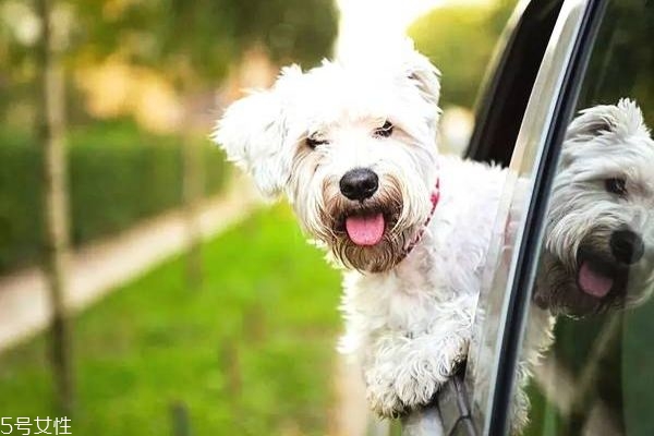 暈車藥有用嗎 最有效的暈車藥推薦 暈車藥有用嗎 最有效的暈車藥推薦